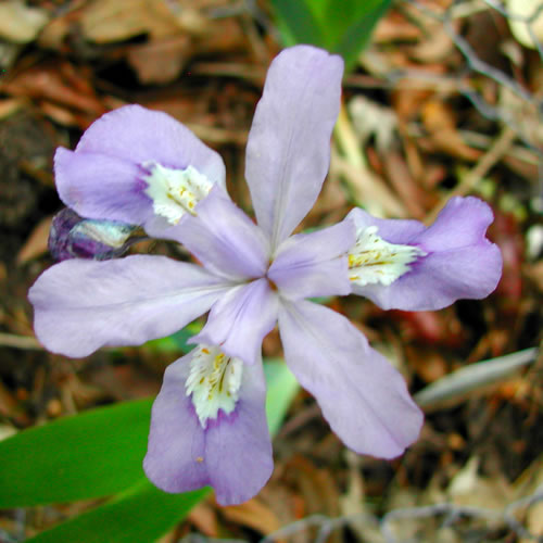 Iris cristata Abbey's Violet